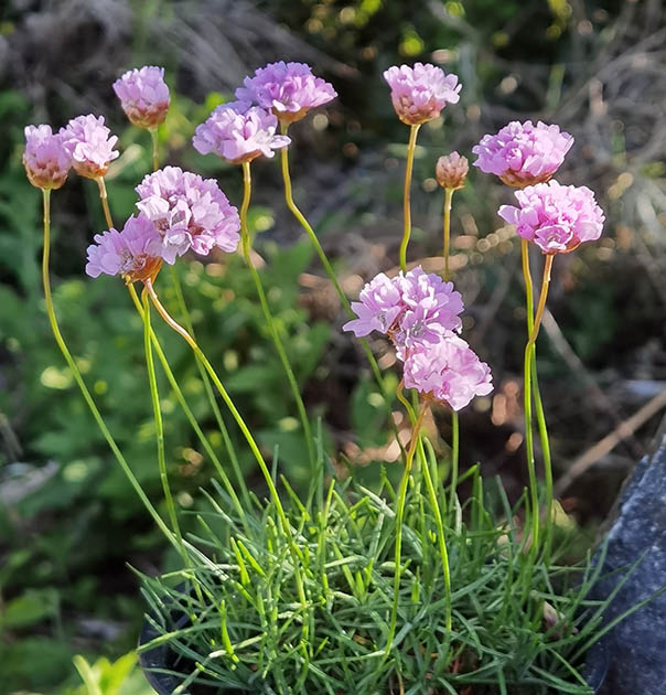 Armeria alpina